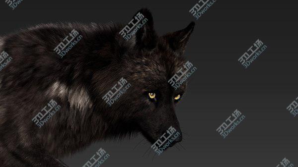 images/goods_img/20210312/Black Timber Wolf (Fur) model/4.jpg